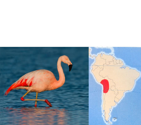 FLAMENCO CHILENO (Phoenicopterus chilensis)